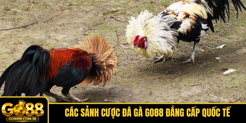 Các sảnh cược Đá gà GO88 đẳng cấp quốc tế