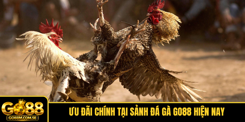 Ưu đãi chính tại sảnh Đá gà GO88 hiện nay