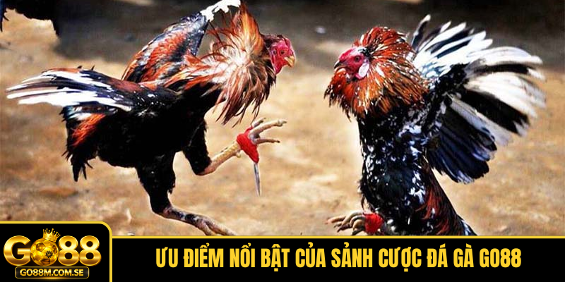 Ưu điểm nổi bật của sảnh cược Đá gà GO88